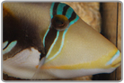Humu Triggerfish